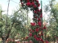 Florablog-Roseto-Botanico-Carla-Fineschi-20.jpg