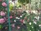 Florablog-Roseto-Botanico-Carla-Fineschi-21.jpg