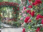Florablog-Roseto-Botanico-Carla-Fineschi-22.jpg