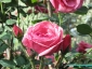 Florablog-Roseto-Botanico-Carla-Fineschi-23.jpg