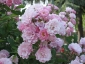 Florablog-Roseto-Botanico-Carla-Fineschi-25.jpg