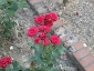 Florablog-Roseto-Botanico-Carla-Fineschi-26.jpg