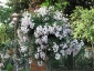 Florablog-Roseto-Botanico-Carla-Fineschi-28.jpg