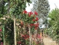 Florablog-Roseto-Botanico-Carla-Fineschi-29.jpg