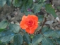 Florablog-Roseto-Botanico-Carla-Fineschi-32.jpg