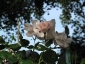 Florablog-Roseto-Botanico-Carla-Fineschi-34.jpg