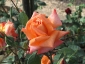 Florablog-Roseto-Botanico-Carla-Fineschi-35.jpg