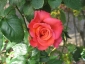 Florablog-Roseto-Botanico-Carla-Fineschi-36.jpg