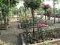 Florablog-Roseto-Botanico-Carla-Fineschi-37.jpg