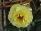 Florablog-Roseto-Botanico-Carla-Fineschi-38.jpg