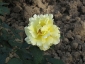 Florablog-Roseto-Botanico-Carla-Fineschi-40.jpg