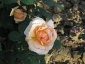 Florablog-Roseto-Botanico-Carla-Fineschi-41.jpg