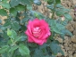 Florablog-Roseto-Botanico-Carla-Fineschi-42.jpg