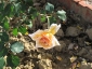 Florablog-Roseto-Botanico-Carla-Fineschi-44.jpg