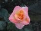 Florablog-Roseto-Botanico-Carla-Fineschi-45.jpg