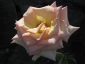 Florablog-Roseto-Botanico-Carla-Fineschi-46.jpg