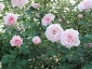 Florablog-Roseto-Botanico-Carla-Fineschi-48.jpg