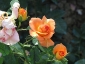 Florablog-Roseto-Botanico-Carla-Fineschi-50.jpg
