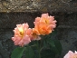Florablog-Roseto-Botanico-Carla-Fineschi-51.jpg