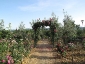 Florablog-Roseto-Botanico-Carla-Fineschi-52.jpg