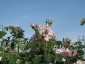 Florablog-Roseto-Botanico-Carla-Fineschi-54.jpg