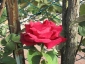 Florablog-Roseto-Botanico-Carla-Fineschi-56.jpg