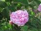 Florablog-Roseto-Botanico-Carla-Fineschi-57.jpg
