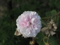 Florablog-Roseto-Botanico-Carla-Fineschi-58.jpg