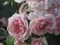 Florablog-Roseto-Botanico-Carla-Fineschi-59.jpg