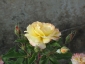 Florablog-Roseto-Botanico-Carla-Fineschi-60.jpg