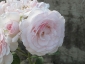 Florablog-Roseto-Botanico-Carla-Fineschi-61.jpg