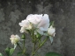 Florablog-Roseto-Botanico-Carla-Fineschi-62.jpg