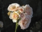 Florablog-Roseto-Botanico-Carla-Fineschi-63.jpg