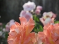 Florablog-Roseto-Botanico-Carla-Fineschi-64.jpg