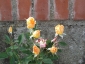 Florablog-Roseto-Botanico-Carla-Fineschi-65.jpg