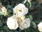 Florablog-Roseto-Botanico-Carla-Fineschi-68.jpg