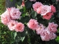 Florablog-Roseto-Botanico-Carla-Fineschi-69.jpg