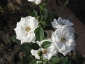 Florablog-Roseto-Botanico-Carla-Fineschi-70.jpg
