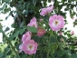 Florablog-Roseto-Botanico-Carla-Fineschi-72.jpg