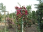 Florablog-Roseto-Botanico-Carla-Fineschi-73.jpg