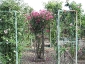 Florablog-Roseto-Botanico-Carla-Fineschi-74.jpg
