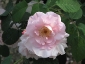 Florablog-Roseto-Botanico-Carla-Fineschi-75.jpg