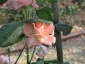 Florablog-Roseto-Botanico-Carla-Fineschi-80.jpg