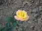 Florablog-Roseto-Botanico-Carla-Fineschi-81.jpg