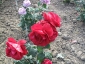 Florablog-Roseto-Botanico-Carla-Fineschi-83.jpg