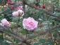 Florablog-Roseto-Botanico-Carla-Fineschi-86.jpg