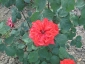 Florablog-Roseto-Botanico-Carla-Fineschi-87.jpg