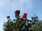 Florablog-Roseto-Botanico-Carla-Fineschi-88.jpg