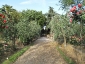 Florablog-Roseto-Botanico-Carla-Fineschi-90.jpg