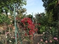 Florablog-Roseto-Botanico-Carla-Fineschi-92.jpg